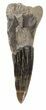 Cretaceous Sawfish (Ischyrhiza) Barb - Texas #42310-1